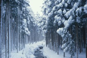 nature, Winter, Snow, Trees, Creek