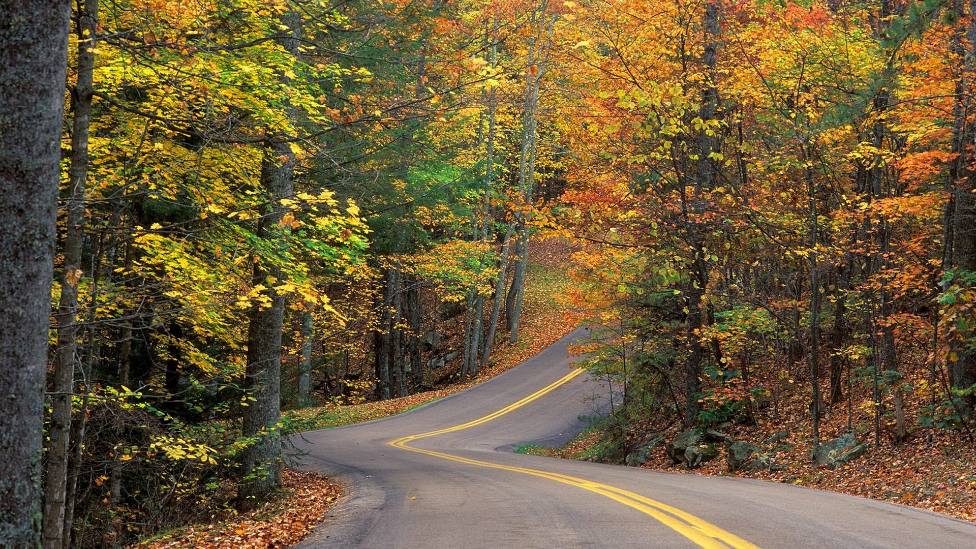 autumn, Roads, Colors Wallpaper