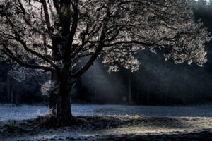 winter, Trees, Cold, Frost