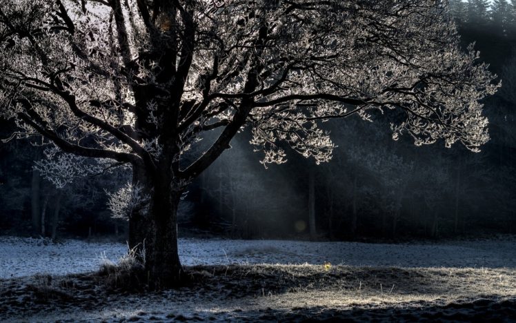 winter, Trees, Cold, Frost HD Wallpaper Desktop Background