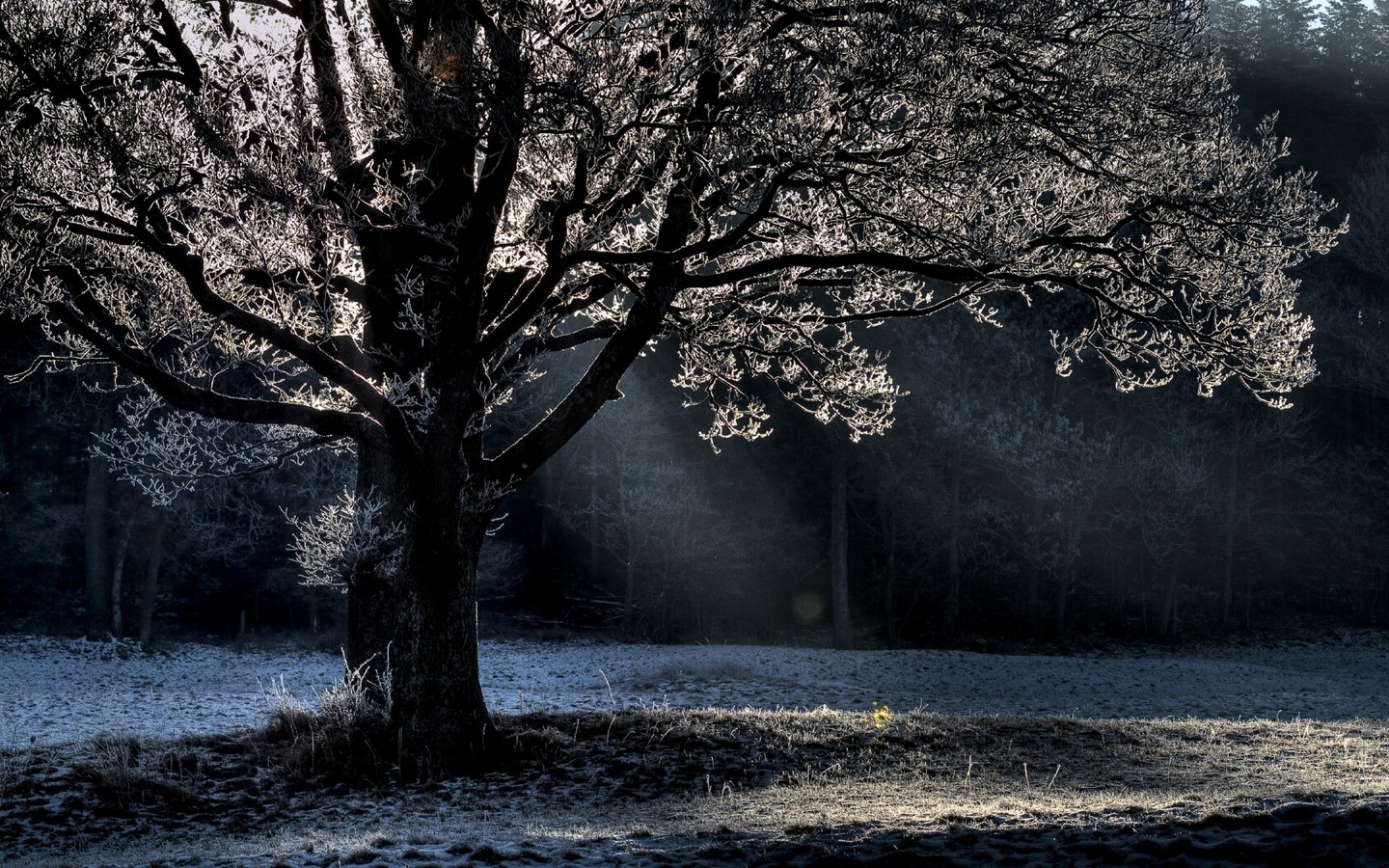 winter, Trees, Cold, Frost Wallpaper