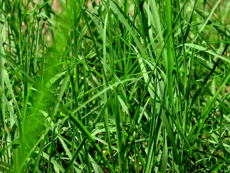 green, Nature, Grass HD Wallpaper Desktop Background