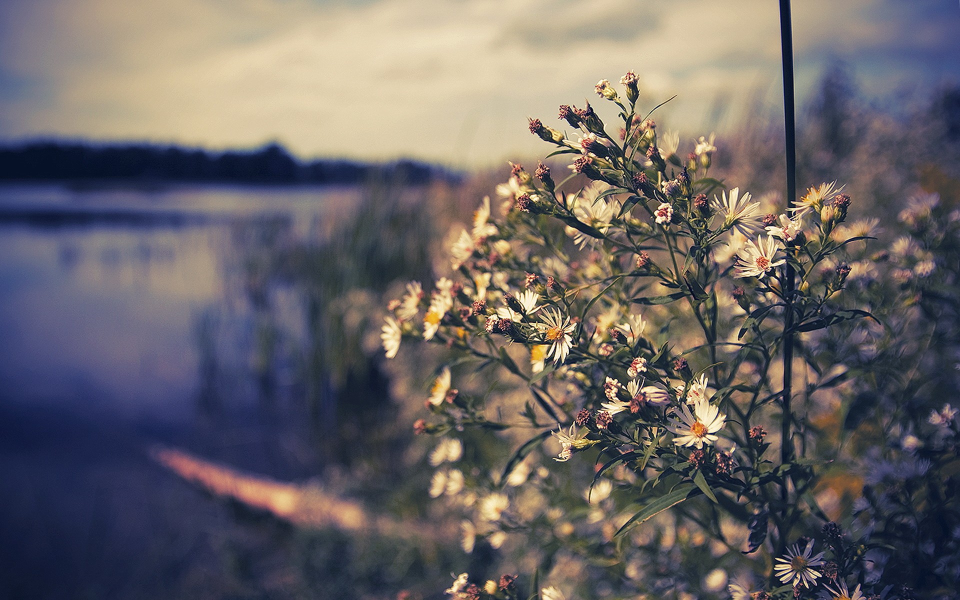 nature, Flowers Wallpaper