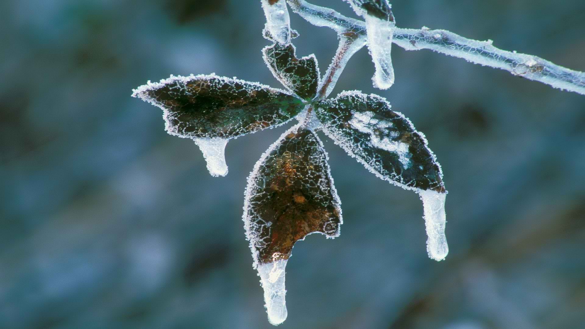 ice, Leaves, Blackberry Wallpaper