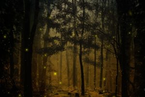 landscapes, Nature, Trees, Wood, Forests, Woods, Fireflies