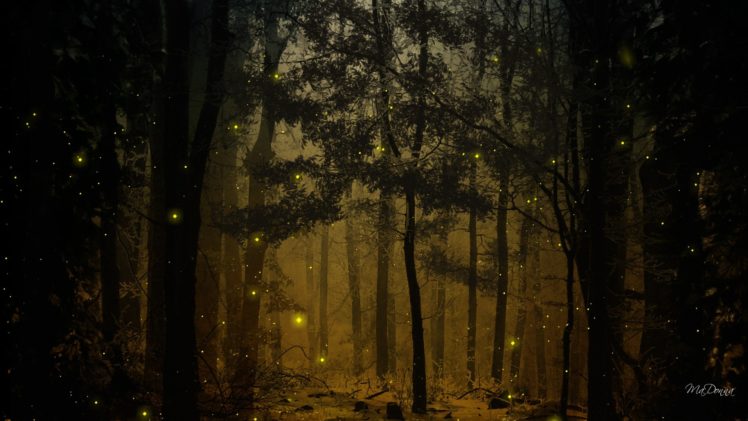 landscapes, Nature, Trees, Wood, Forests, Woods, Fireflies HD Wallpaper Desktop Background