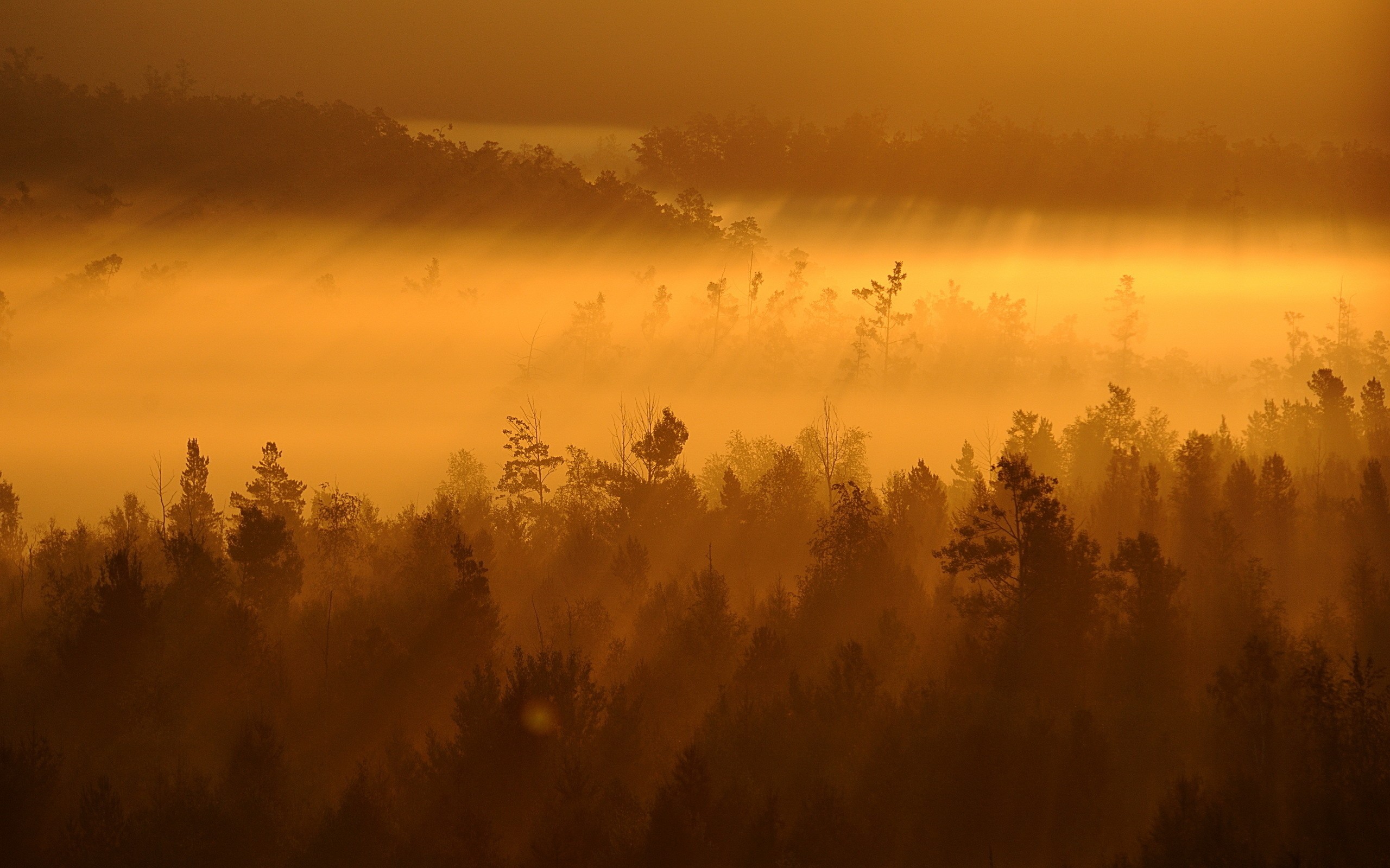 forests, Mist Wallpaper