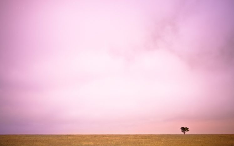 the, Pink, Day HD Wallpaper Desktop Background
