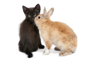 bunnies, Cats, Animals