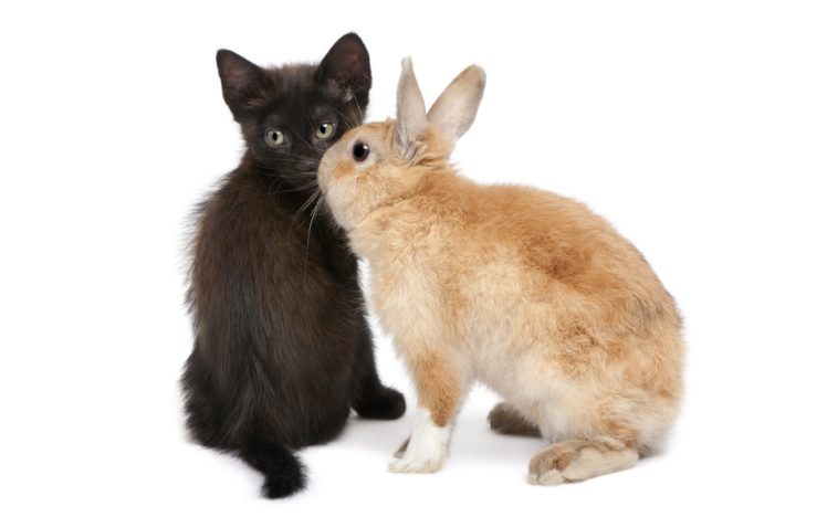 bunnies, Cats, Animals HD Wallpaper Desktop Background