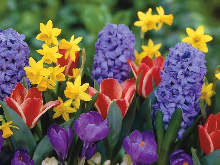 nature, Flowers, Tulips, Crocus, Daffodils, Narcissus, Hyacinths HD Wallpaper Desktop Background