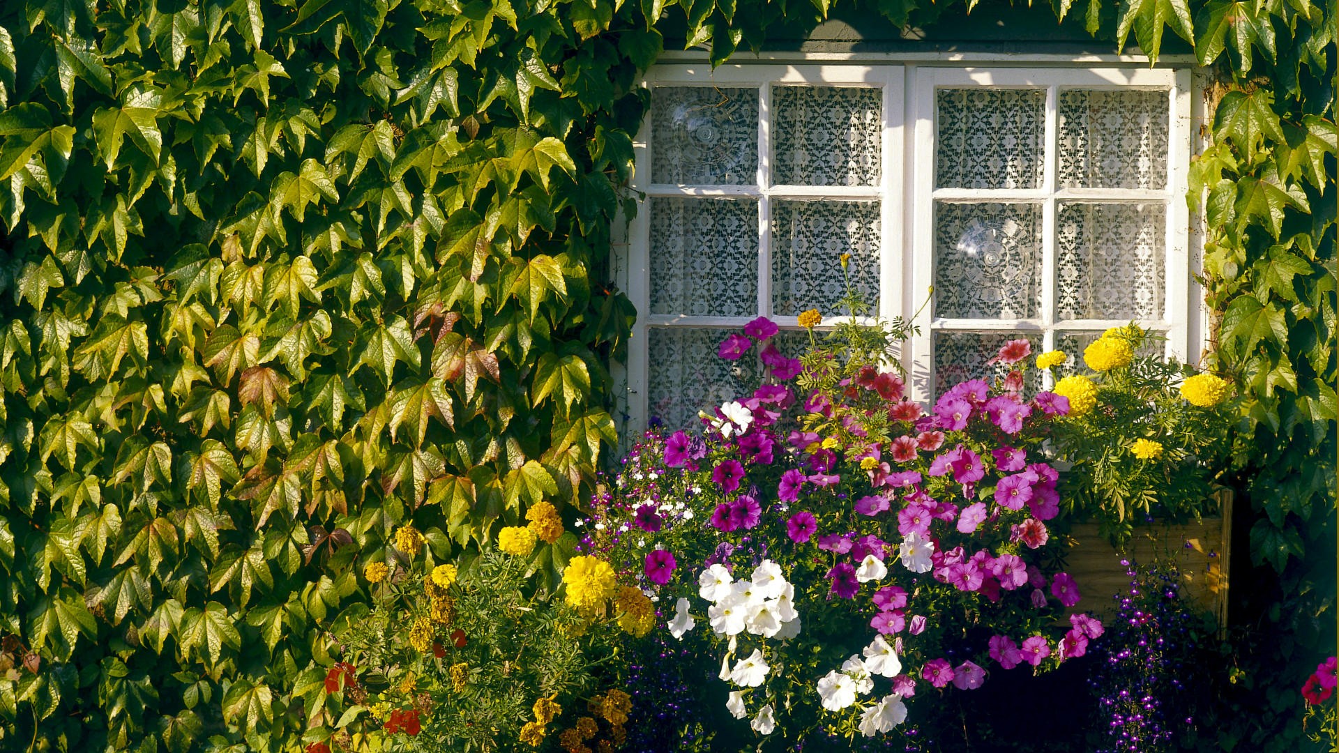 flowers, Home, Garden Wallpaper