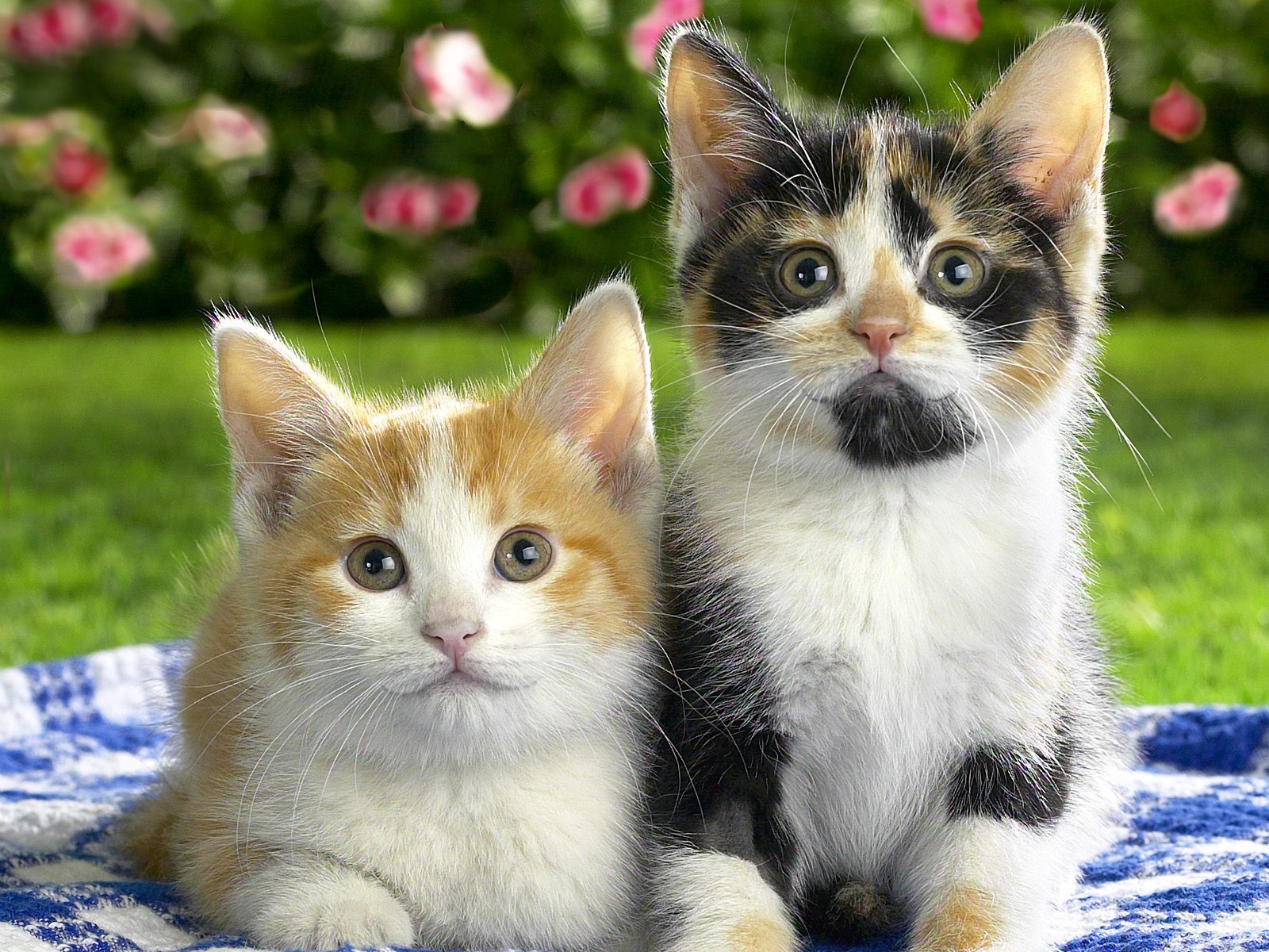 cats, Kittens Wallpaper