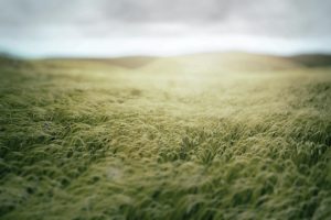 grass, Fields