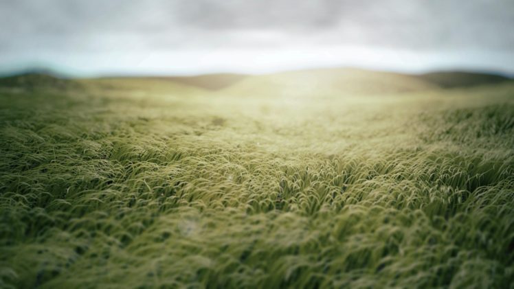 grass, Fields HD Wallpaper Desktop Background