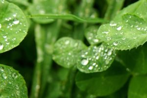 close up, Leaves, Water, Drops, Clover