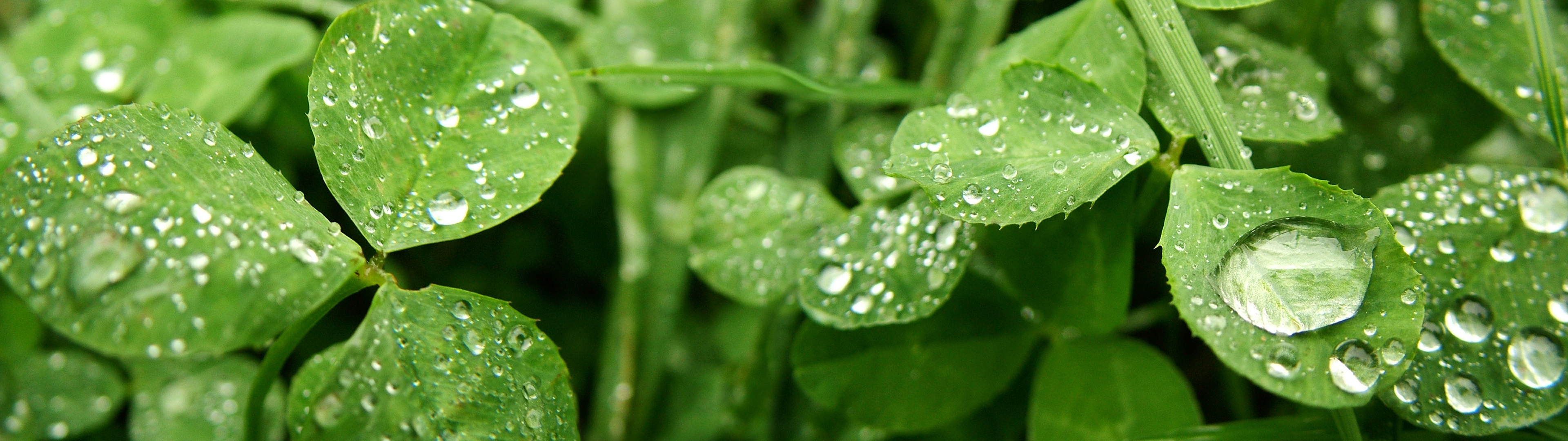 close up, Leaves, Water, Drops, Clover Wallpaper
