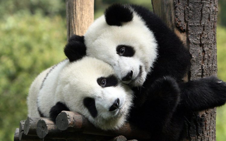 animals, Panda, Bears HD Wallpaper Desktop Background