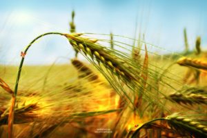 nature, Wheat, Spikelets