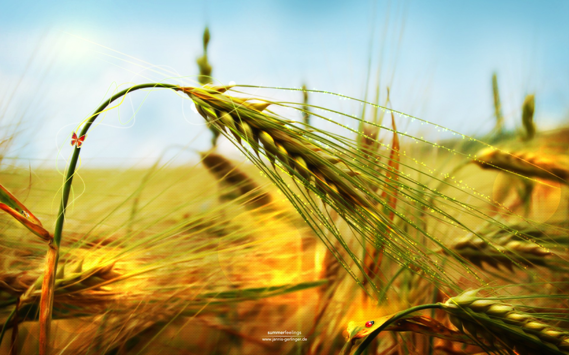 nature, Wheat, Spikelets Wallpaper