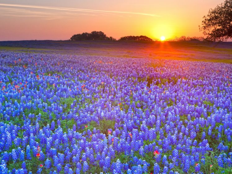 country, Texas, Bluebonnet HD Wallpaper Desktop Background