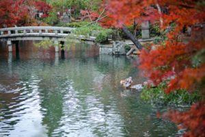 japan, Autumn, Leaves, Garden