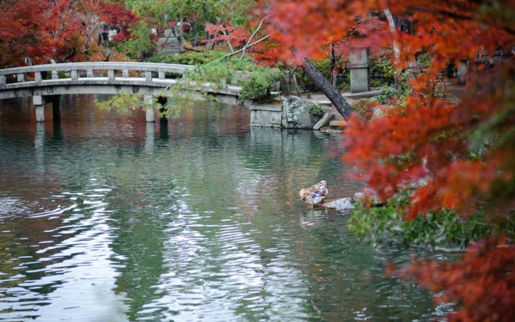 japan, Autumn, Leaves, Garden HD Wallpaper Desktop Background