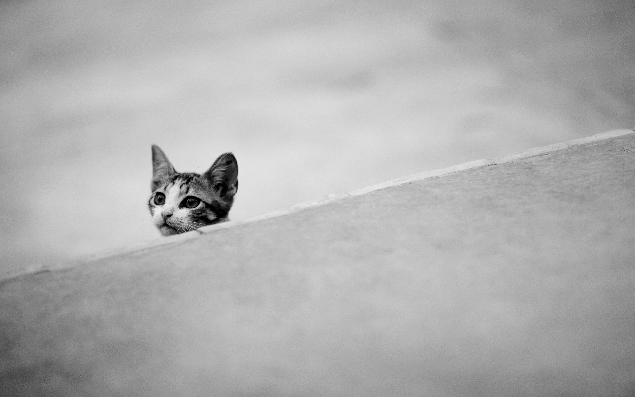 black, And, White, Cats, Animals Wallpaper