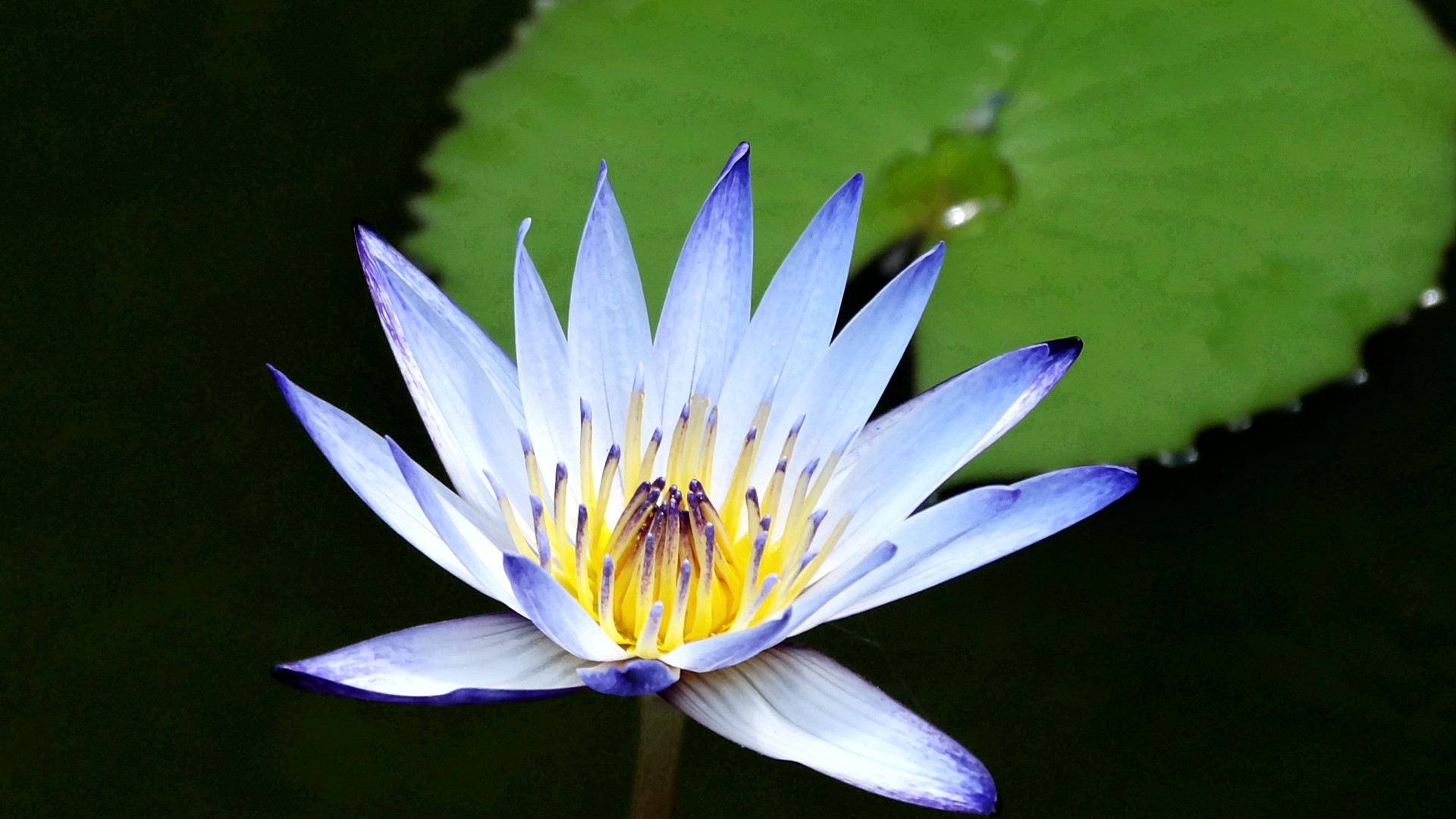 water, Nature, Flowers, Plants, Water, Lilies Wallpaper