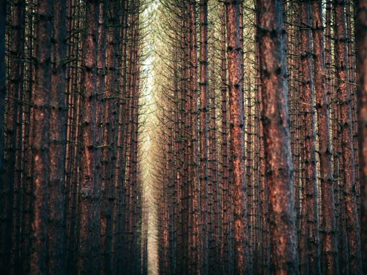 nature, Trees, Pine, Trees HD Wallpaper Desktop Background