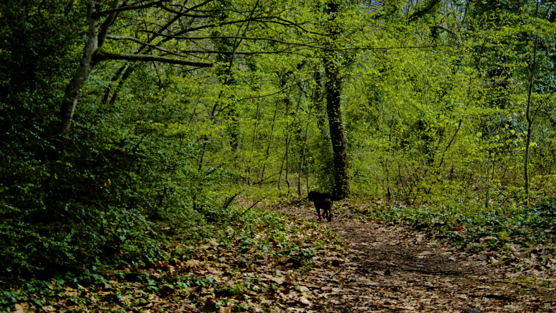 nature, Trees, Forests, Greece, Macedonia Wallpaper