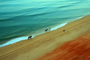 water, Landscapes, Beach, Sand, Animals, People, Horses
