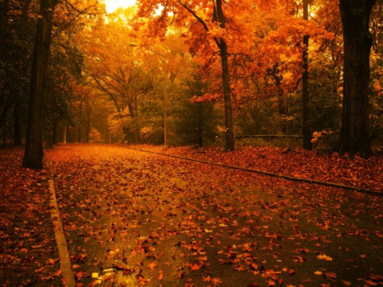 nature, Trees, Architecture, Leaves, Path, Fallen, Leaves HD Wallpaper Desktop Background
