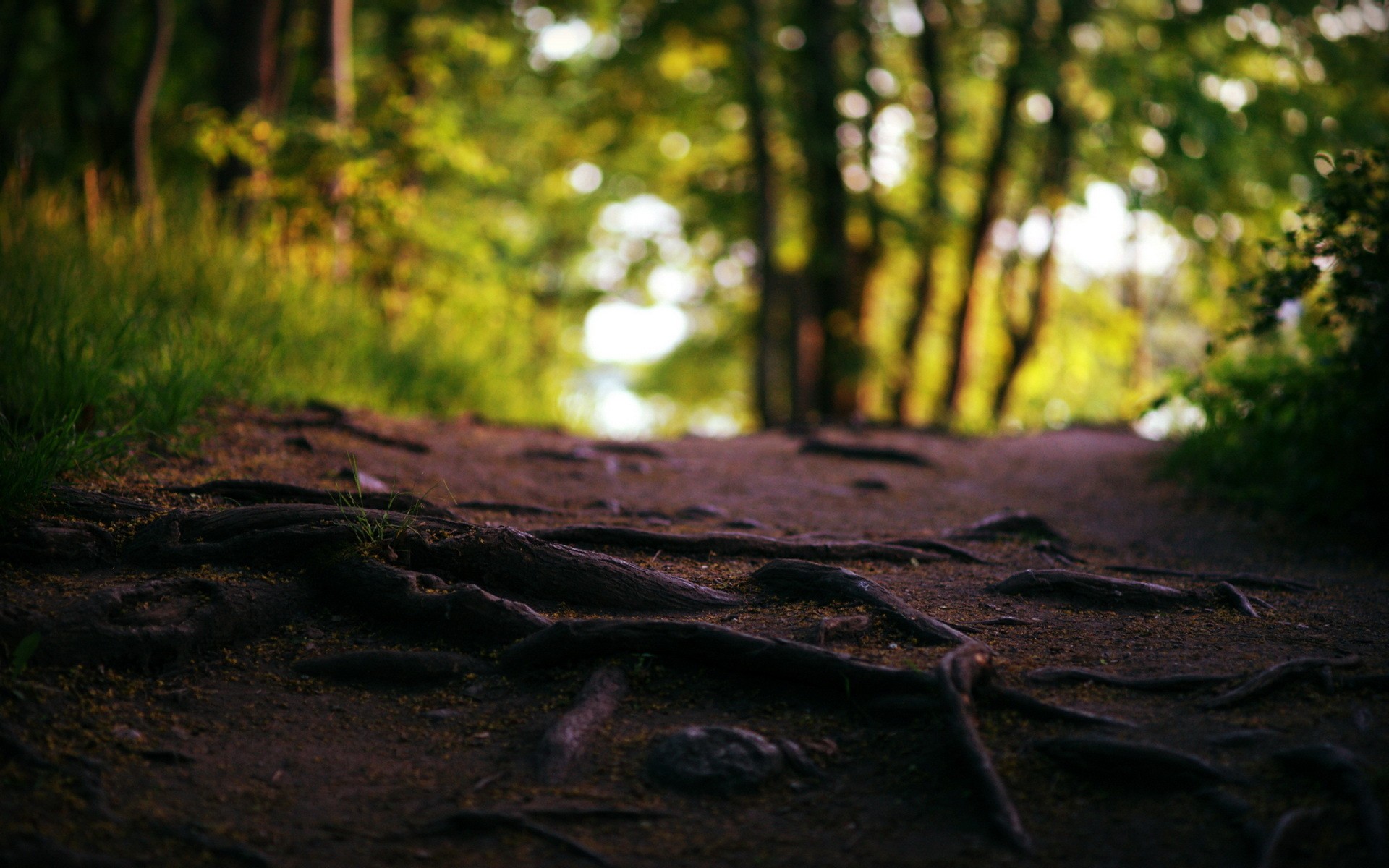 landscapes, Nature, Trees, Forest, Roads, Macro, Roots Wallpaper