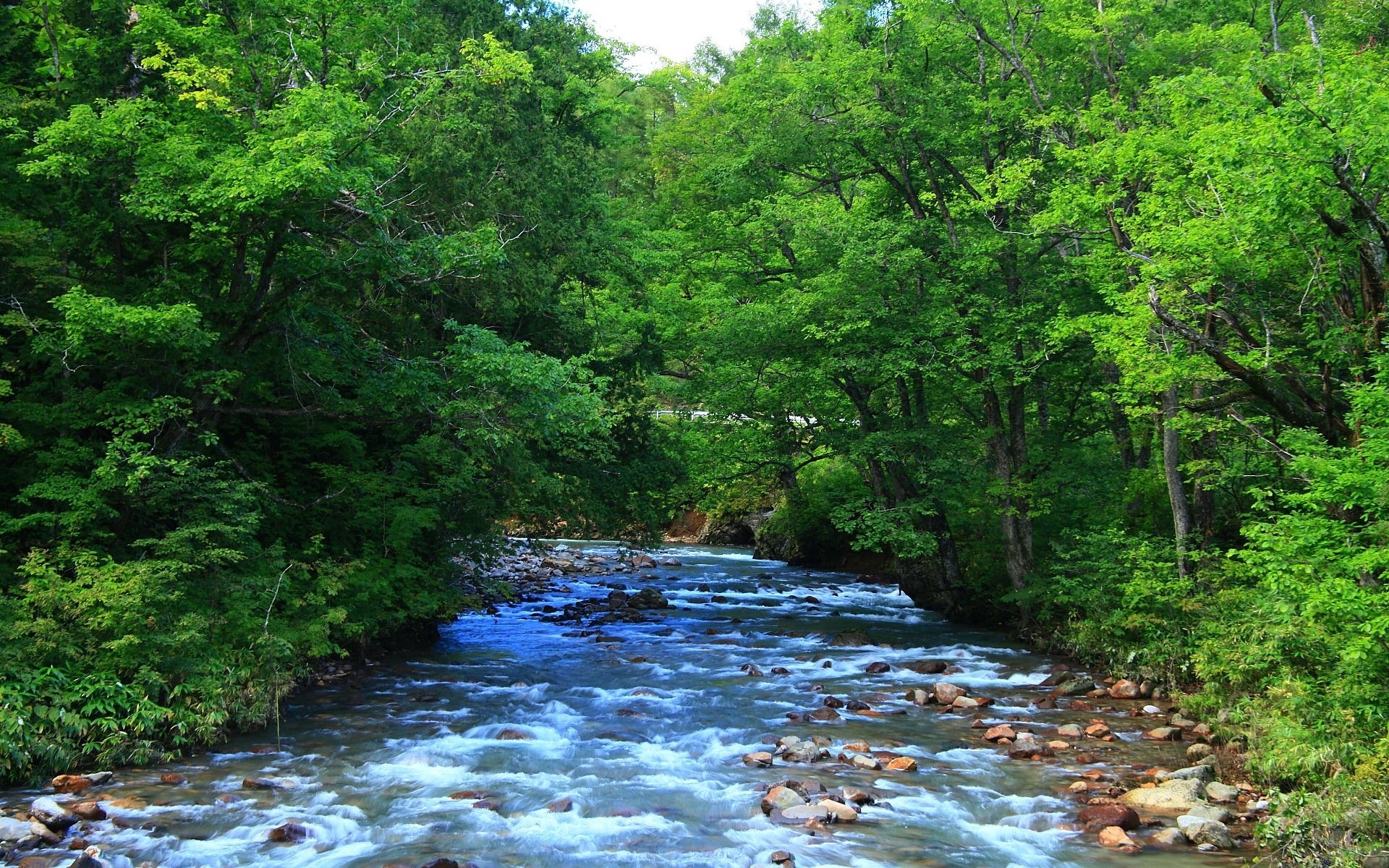 river, Between, Trees Wallpaper
