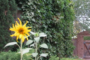 courtyard, 001, Outdoors, Garden, Sunflower