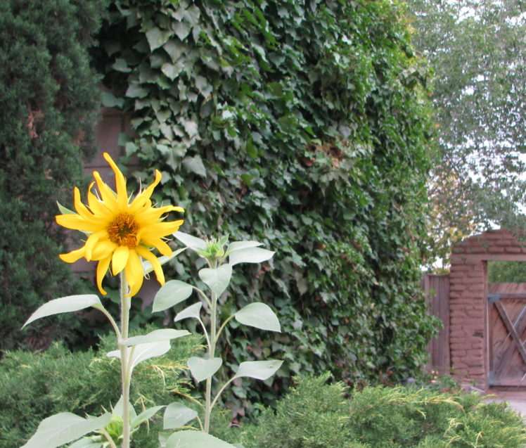 courtyard, 001, Outdoors, Garden, Sunflower HD Wallpaper Desktop Background