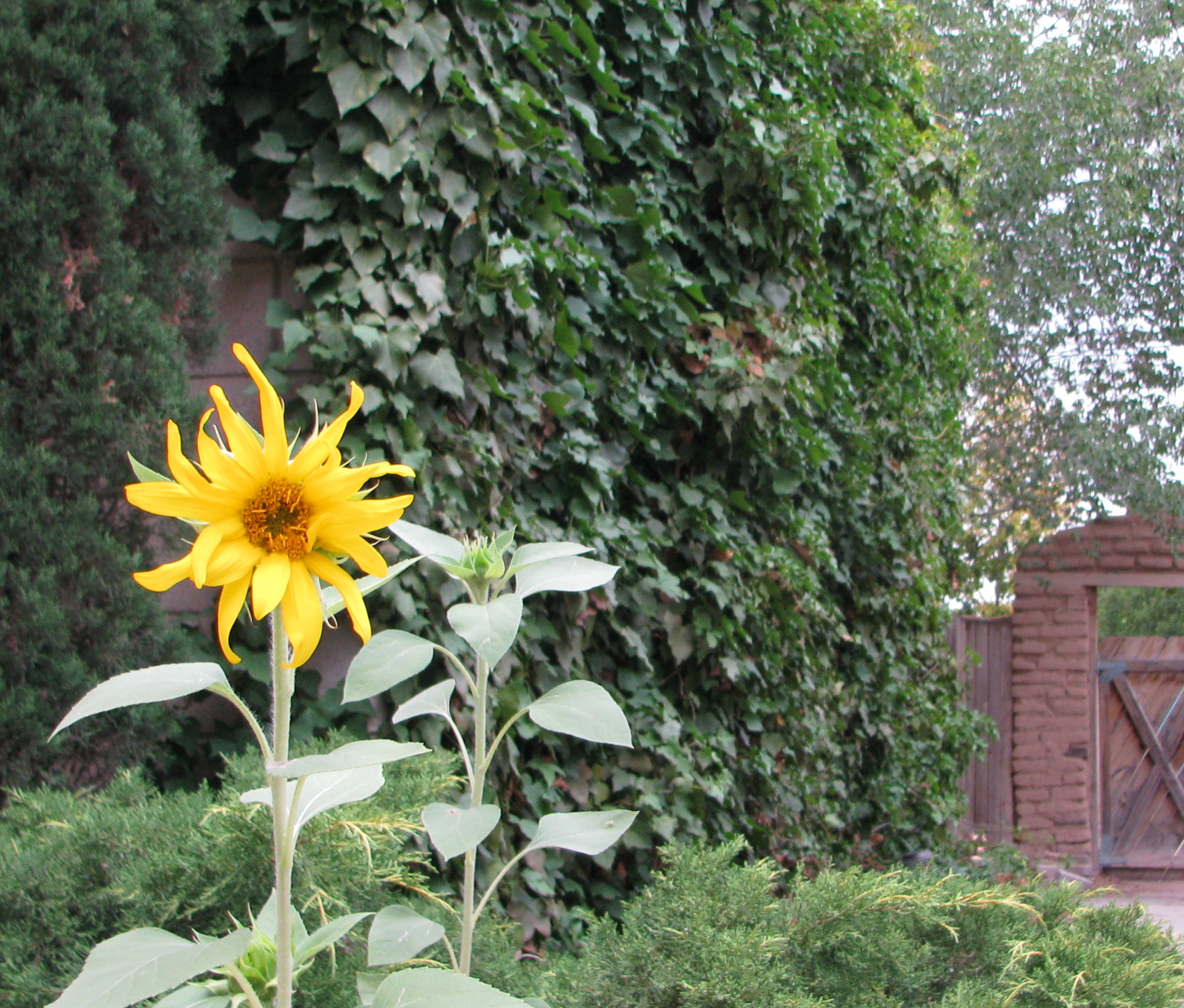 courtyard, 001, Outdoors, Garden, Sunflower Wallpaper