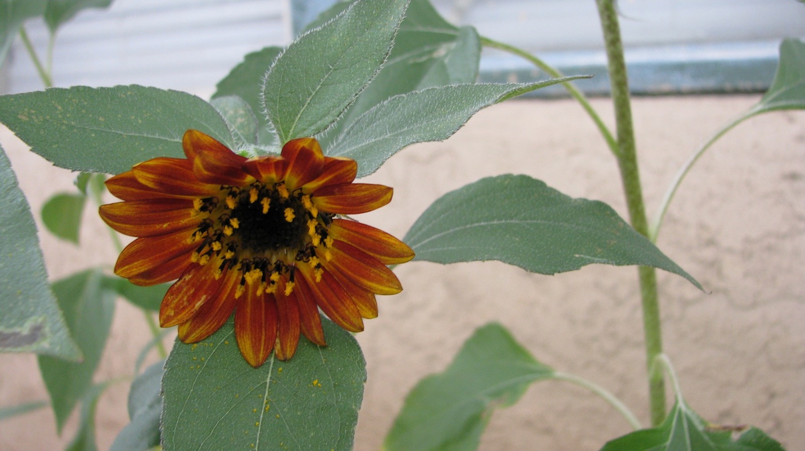 courtyard, 004, Sunflower, Outdoors, Garden Wallpaper