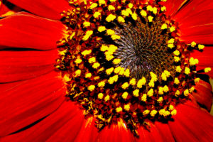 red, Sunflower, Garden, Flower, Sunflower, Outdoors, Closeup, Nature, Vivid