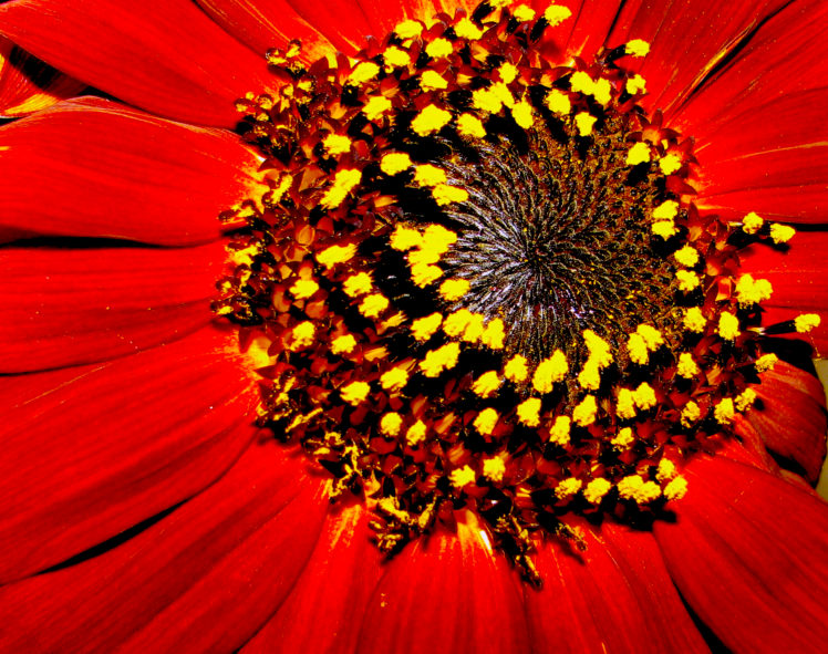 red, Sunflower, Garden, Flower, Sunflower, Outdoors, Closeup, Nature, Vivid HD Wallpaper Desktop Background