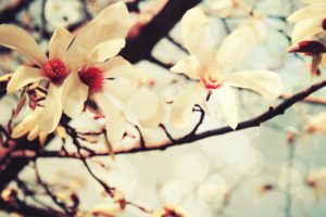 cherry, Blossoms, Flowers, Macro