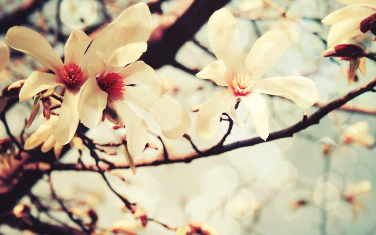 cherry, Blossoms, Flowers, Macro HD Wallpaper Desktop Background