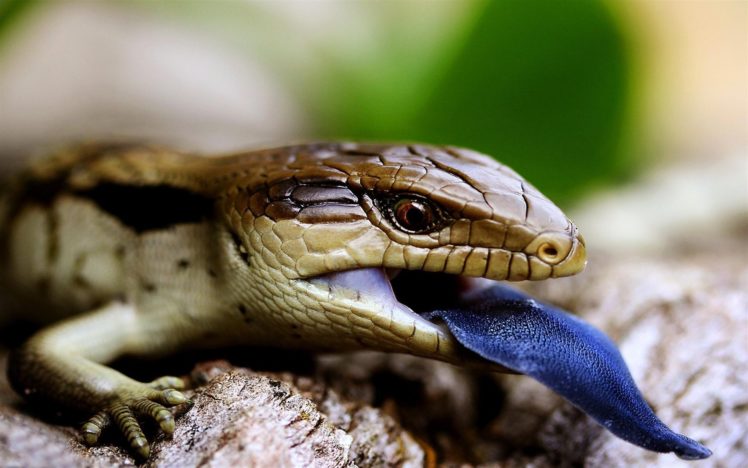animals, Lizards, Reptiles HD Wallpaper Desktop Background