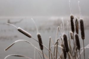 nature, Winter, Plants, Pale, Frost