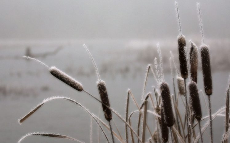 nature, Winter, Plants, Pale, Frost HD Wallpaper Desktop Background