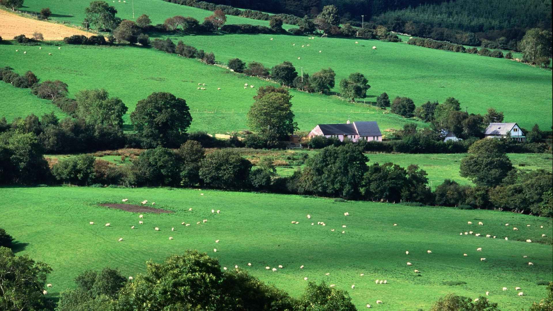 fields, Ireland Wallpaper