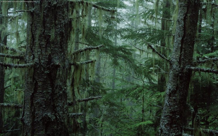 trees, Forests, Moss HD Wallpaper Desktop Background