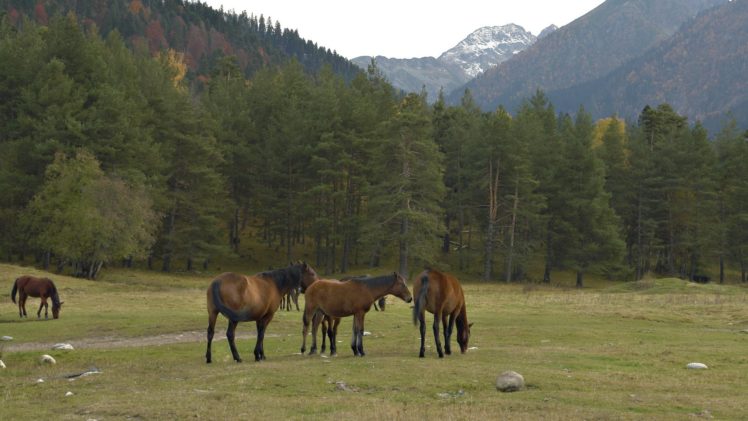 animals, Horses HD Wallpaper Desktop Background