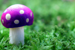 mushrooms, Poison